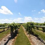 Alexis Bailly Vineyard