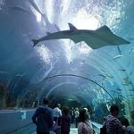 Georgia Aquarium