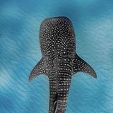 Swim with Whale Sharks in La Paz