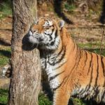 Riverbanks Zoo & Garden