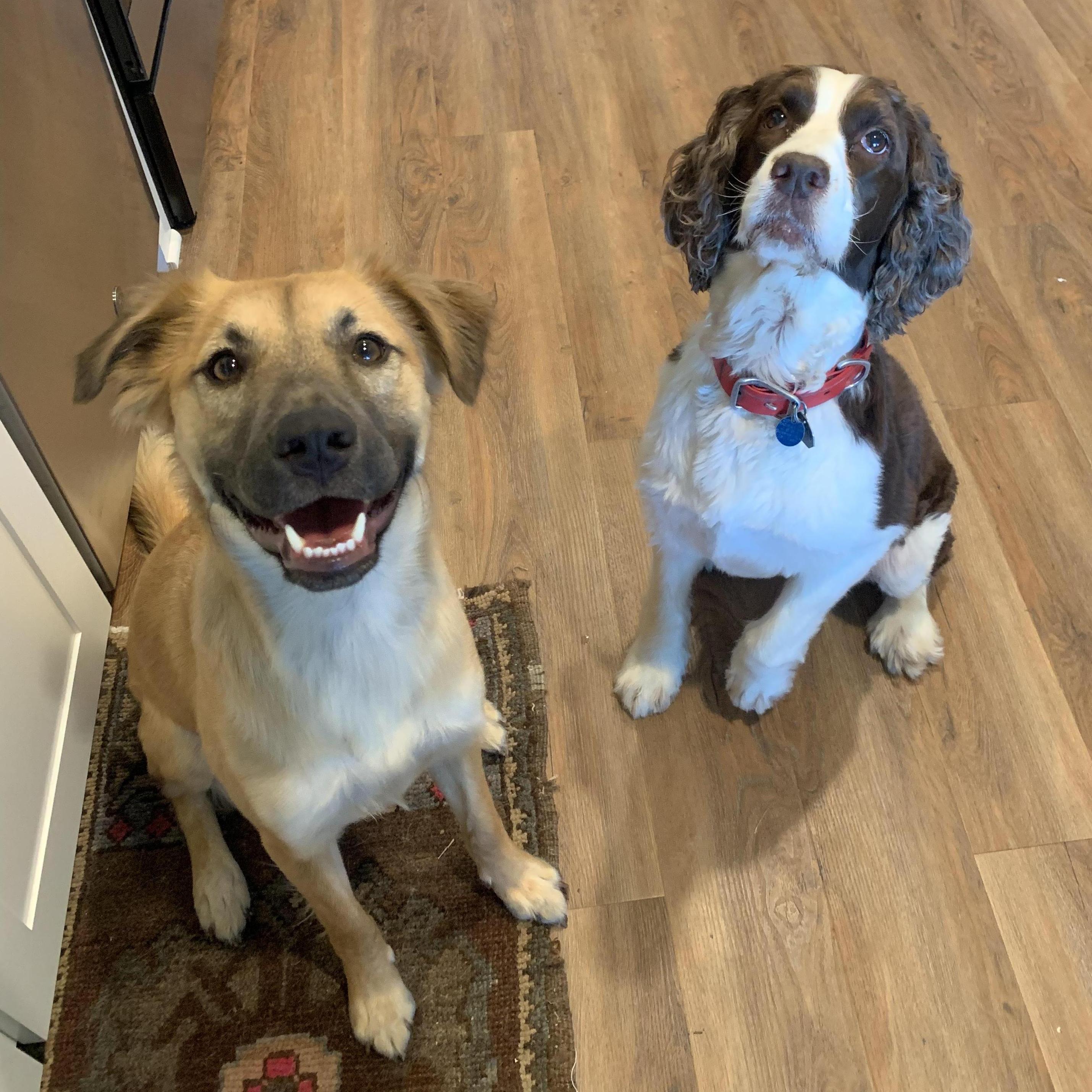 Moose + Gal, 2019.