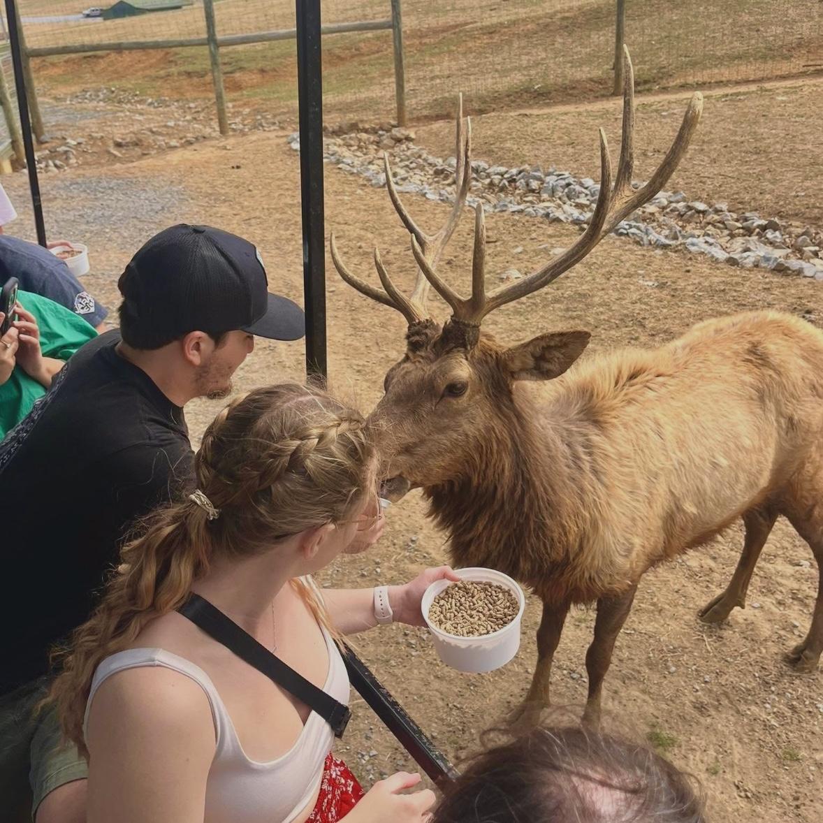 Safari park!! 🦌🦒🐂