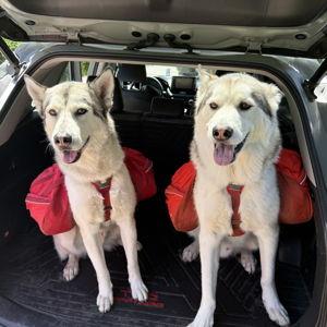 Four-Paw Getaway Fund