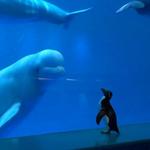 Shedd Aquarium