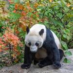 Smithsonian National Zoological Park