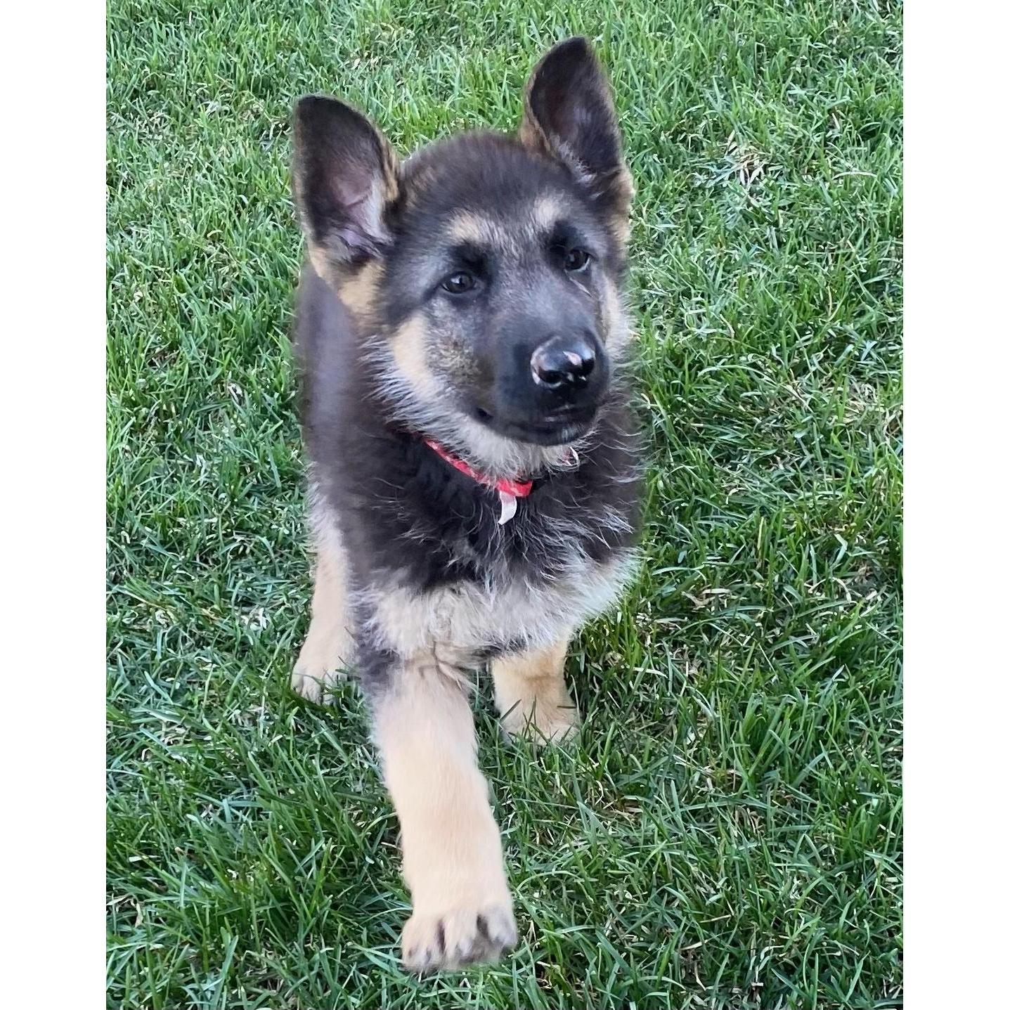 march 12, we got Ryker!