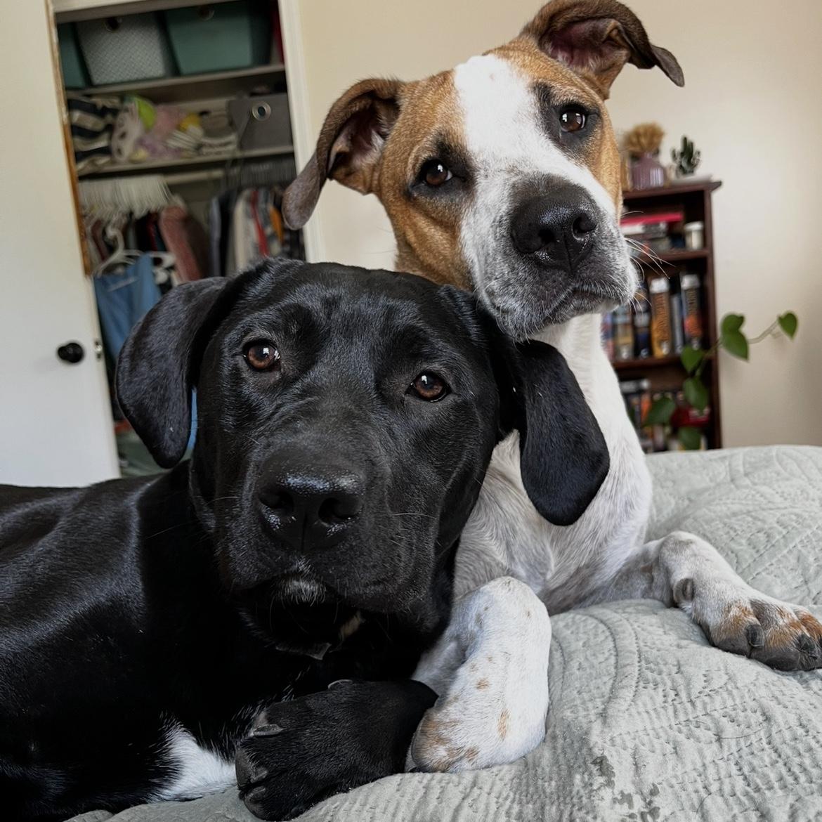 Our baby girls