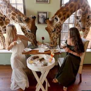 Breakfast with giraffes