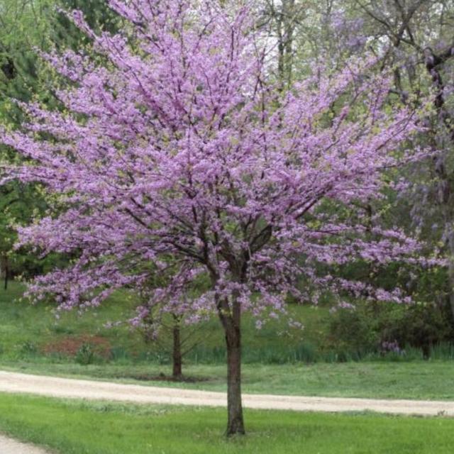Redbud Tree