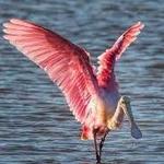 J.N. "Ding" Darling National Wildlife Refuge