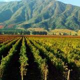 Vine Paradise