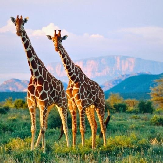 Reticulated Giraffe Picnic
