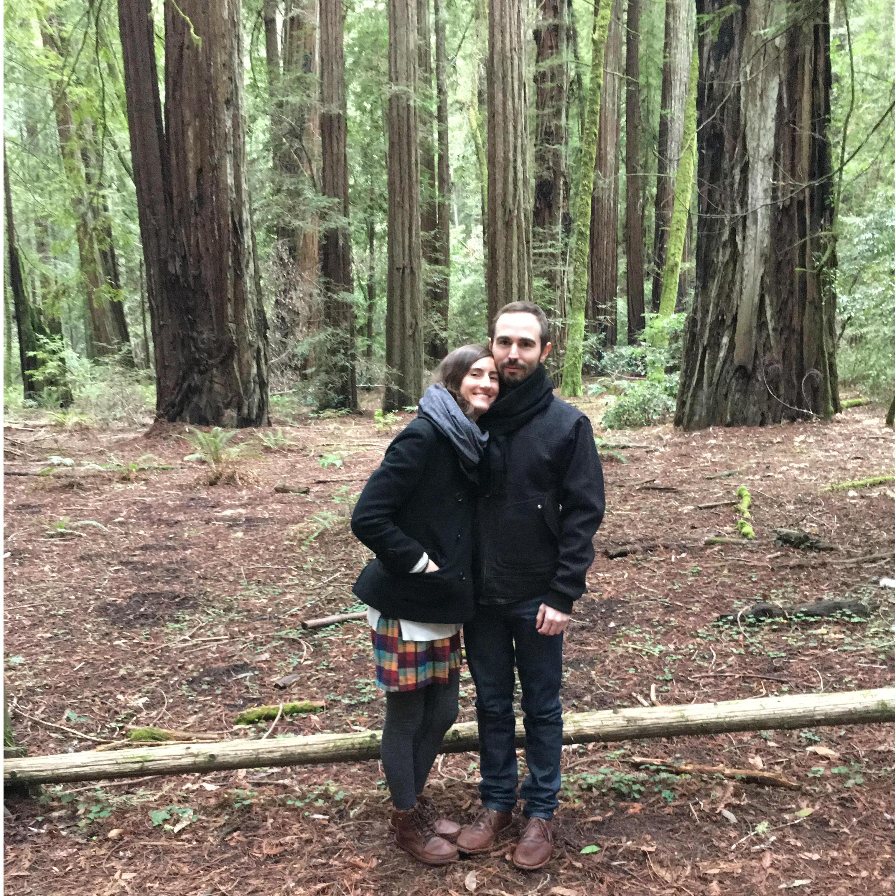 Armstrong Woods, Winter 2017