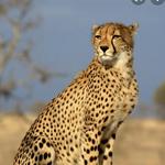 Wildlife Safari