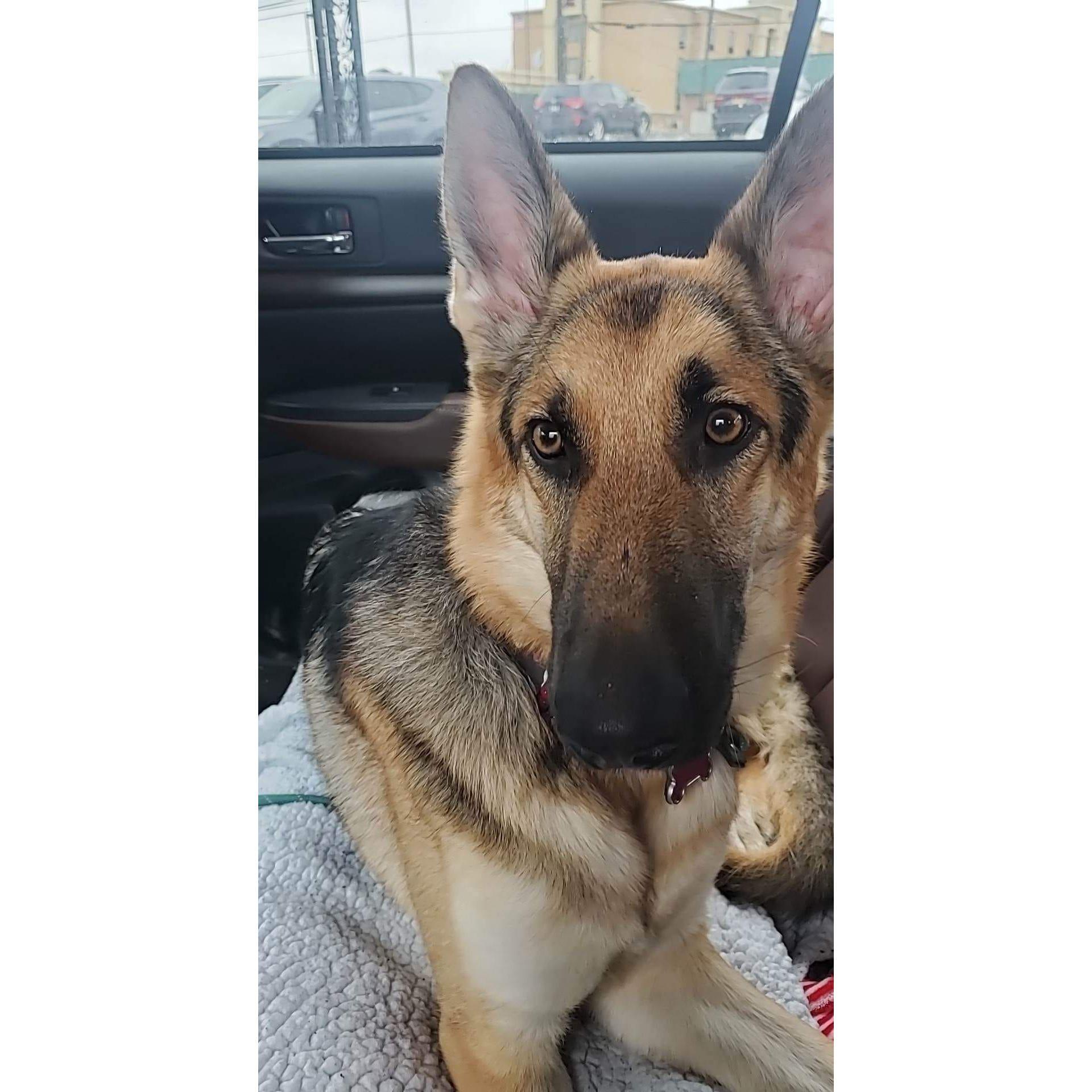 Liesl on Gotcha Day!