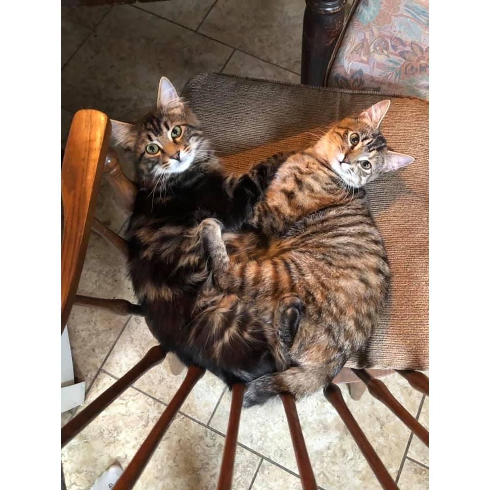 Pinball (right) and Wizard (left) - our fluffy babies!