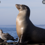 Seal Rock
