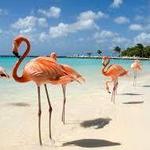 Flamingo Beach