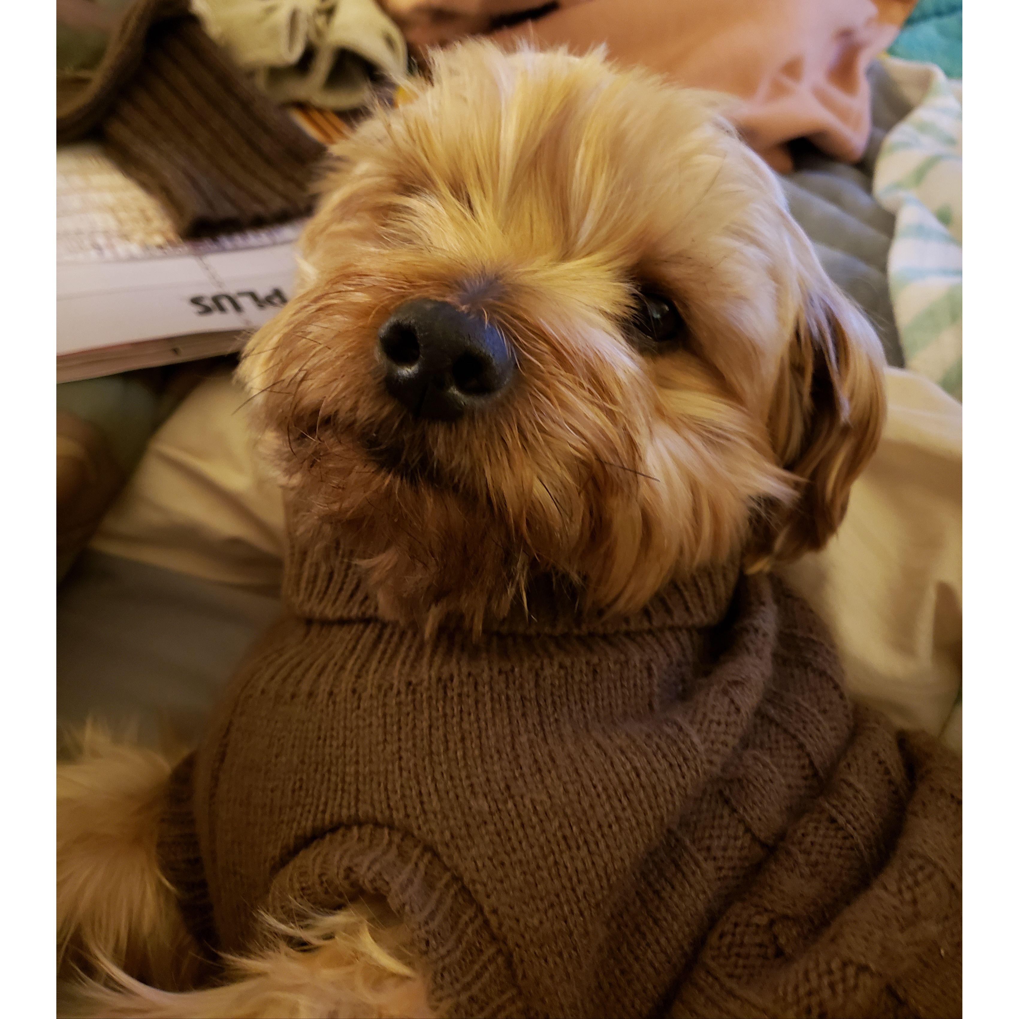 Our baby boy Gatsby