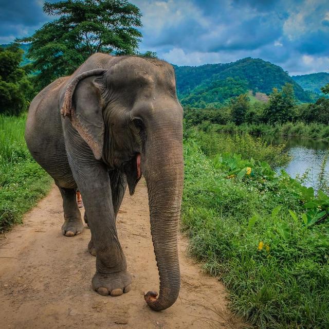 Honeymoon Elephant Encounter