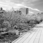 The High Line