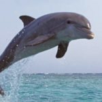 Swim with Dolphins