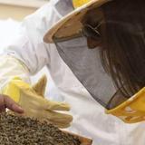 Hatta Honey Bee Discovery Centre