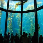 Monterey Bay Aquarium