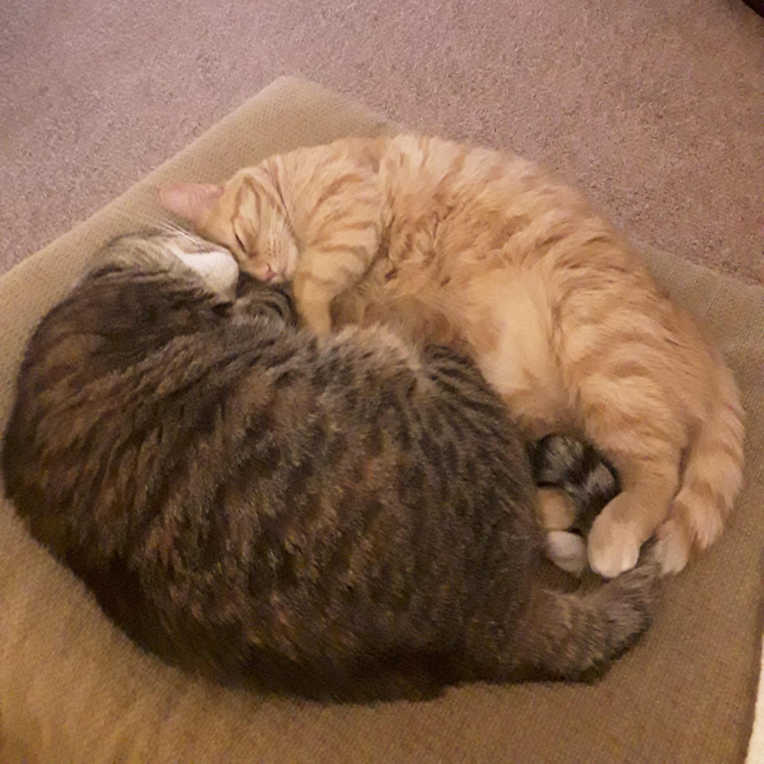 2 of our 4 kitty kids: sisters, Smokey and the Bandit