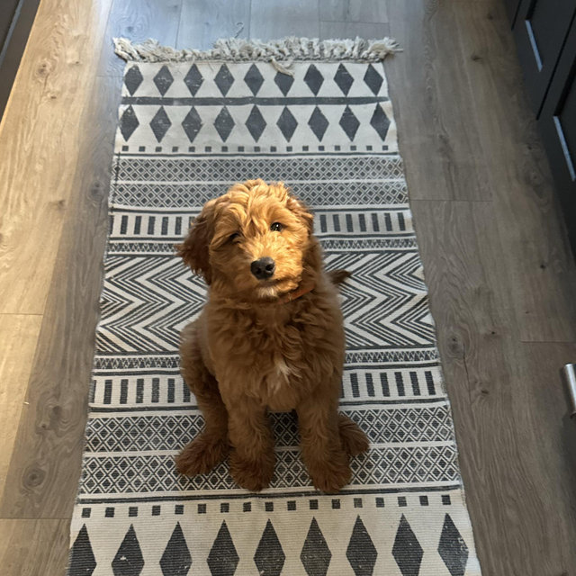 Oliver’s dog toy/vet fund