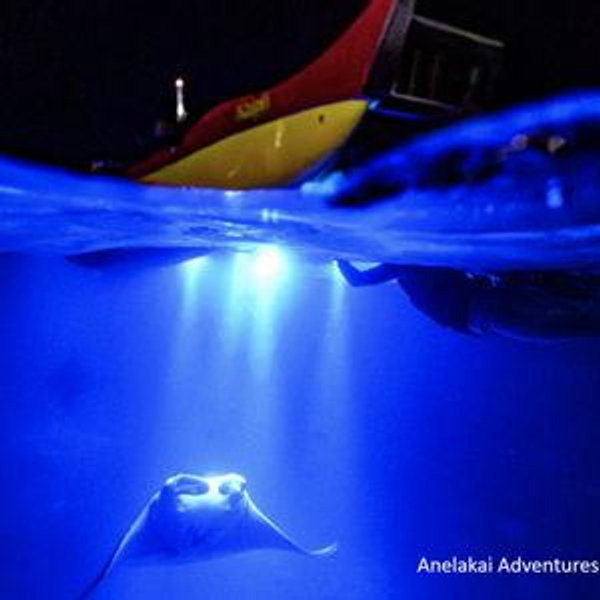 Manta Ray Night Snorkel