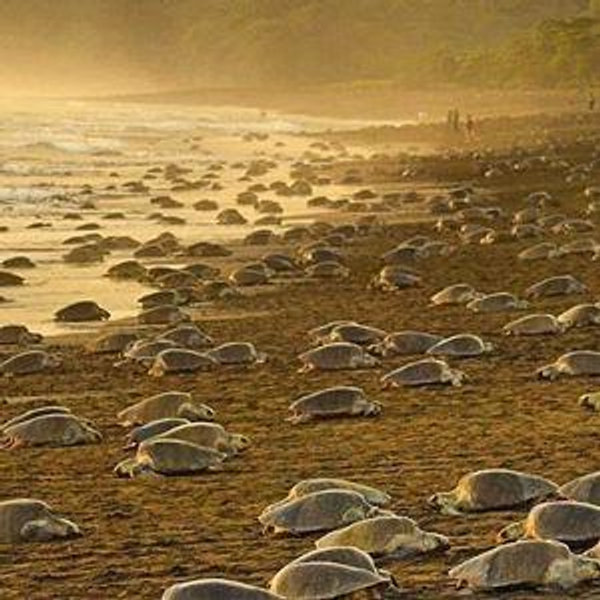 Turtle hatching tour