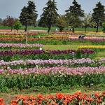 Veldheer Tulip Gardens