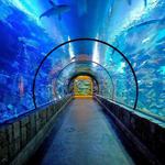 Shark Reef Aquarium