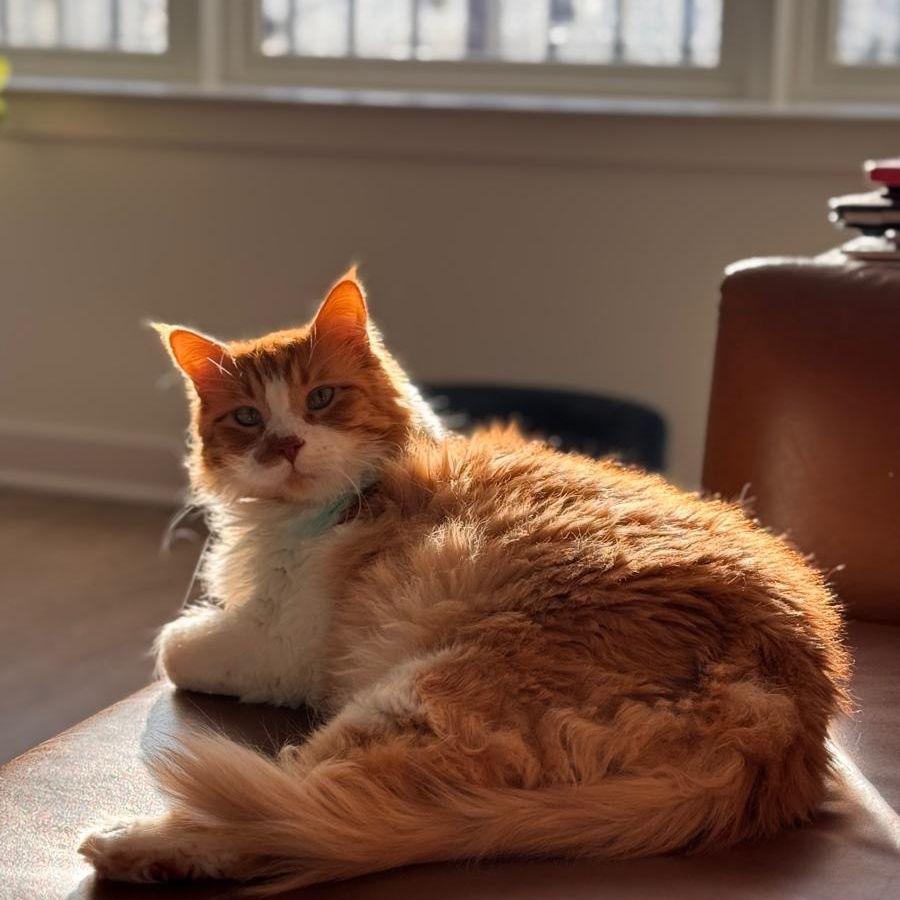Our cat Malio