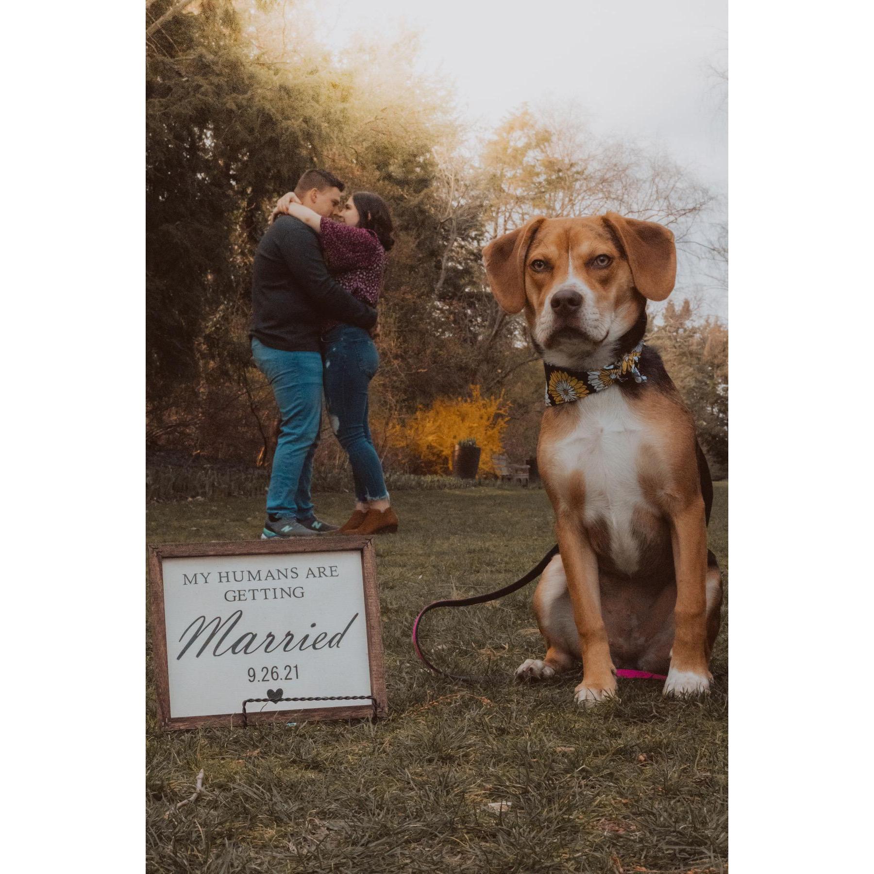 Daisy is ready for her humans to get married!