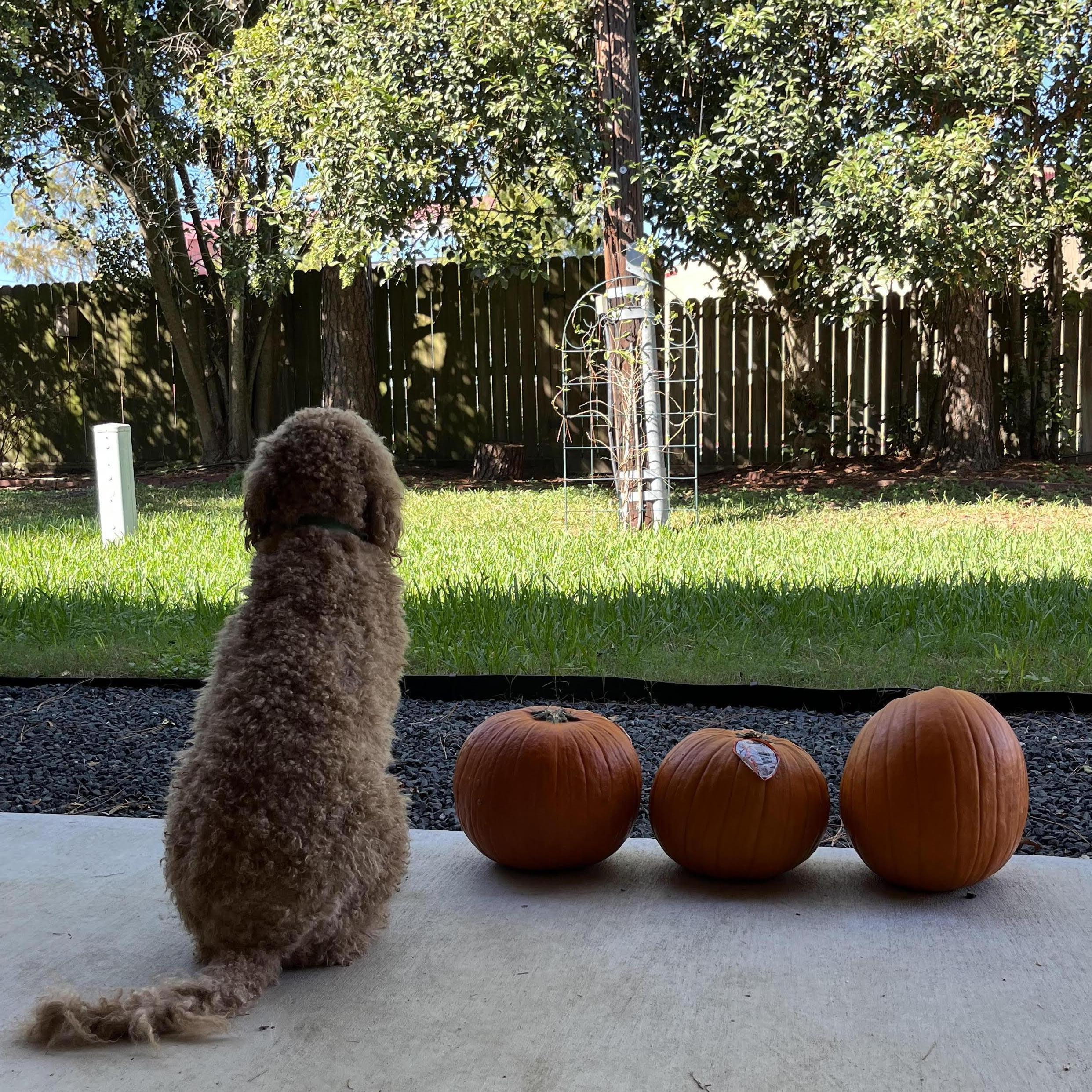 Just a couple of pumpkins