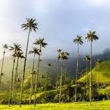 Valle del Cocora