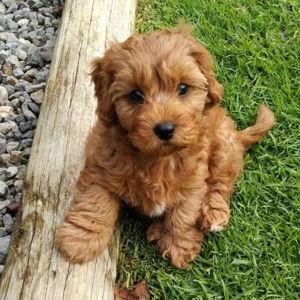 Puppy Fund