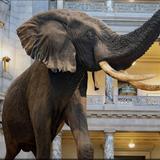Smithsonian National Museum of Natural History
