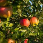 Solebury Orchards