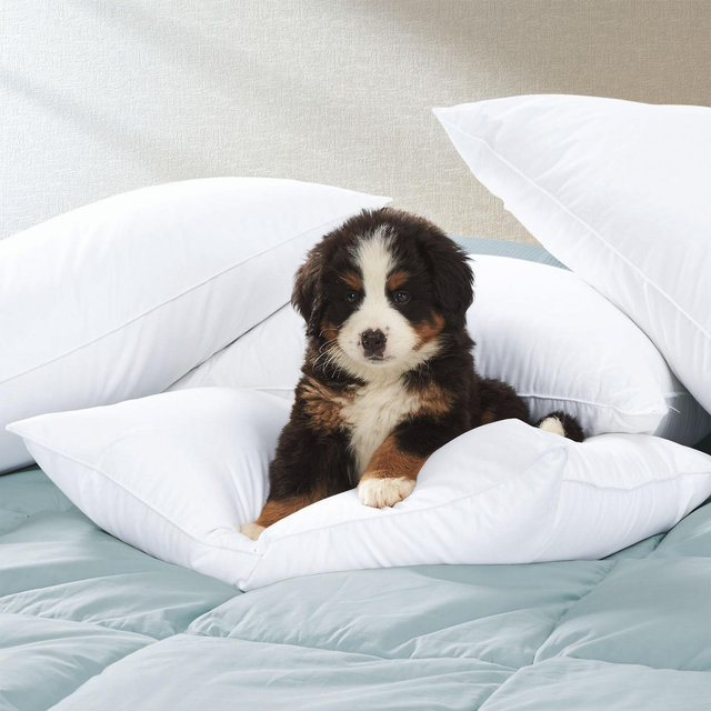 Cuddledown, Essential Hypoallergenic Down Alternative Percale Pillow