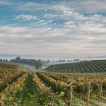 Barboursville Vineyards