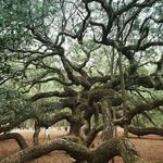 Angel Oak Tree