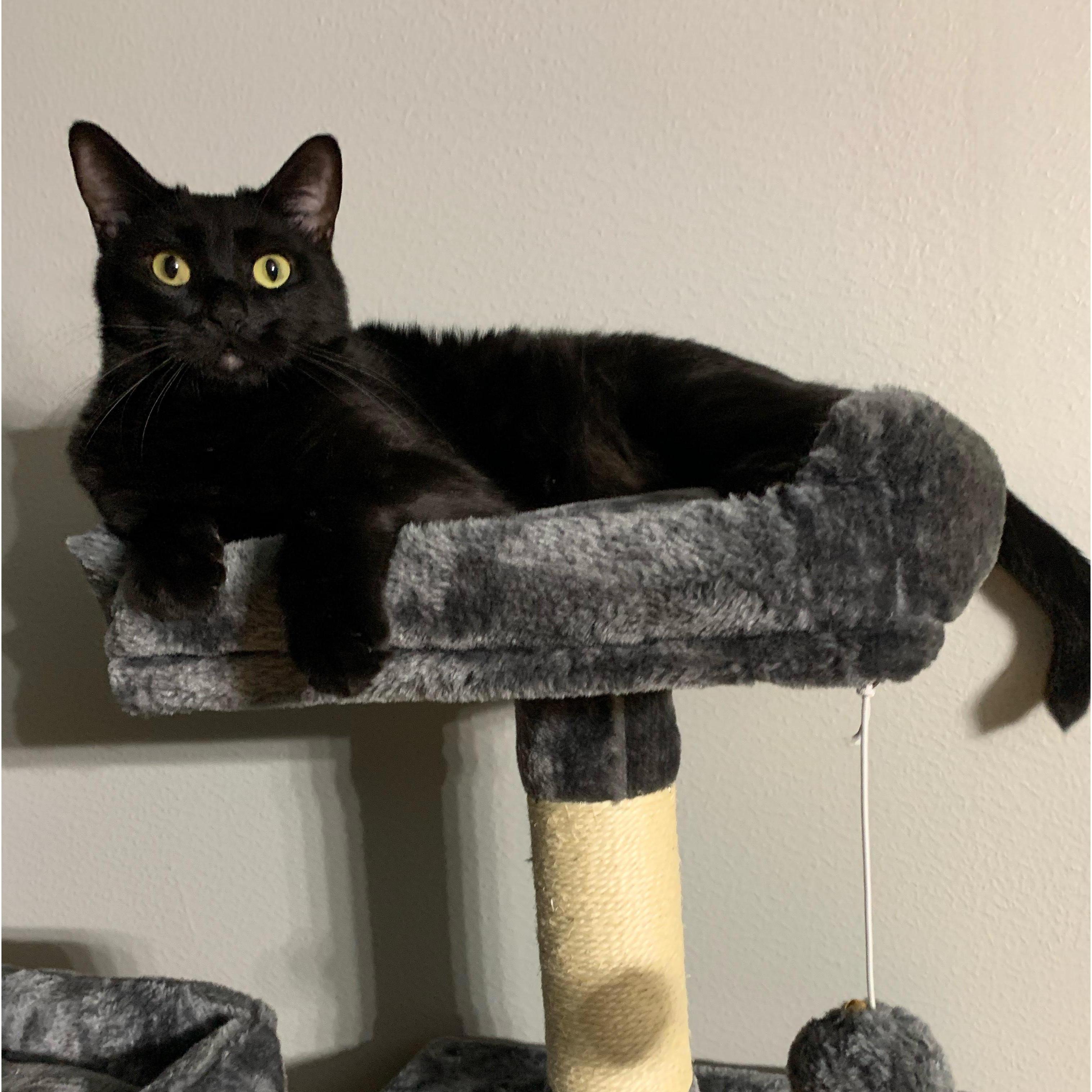 Our handsome kitty Raider