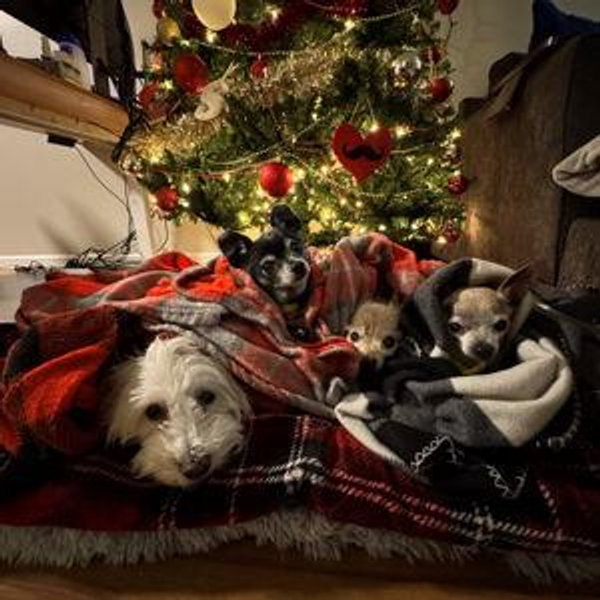 Our Doggie Fund