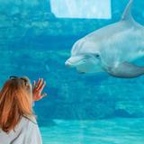 Clearwater Marine Aquarium