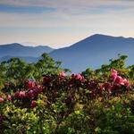 Craggy Gardens