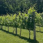 Rosabianca Vineyards
