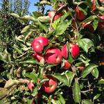 Prospect Hill Orchards